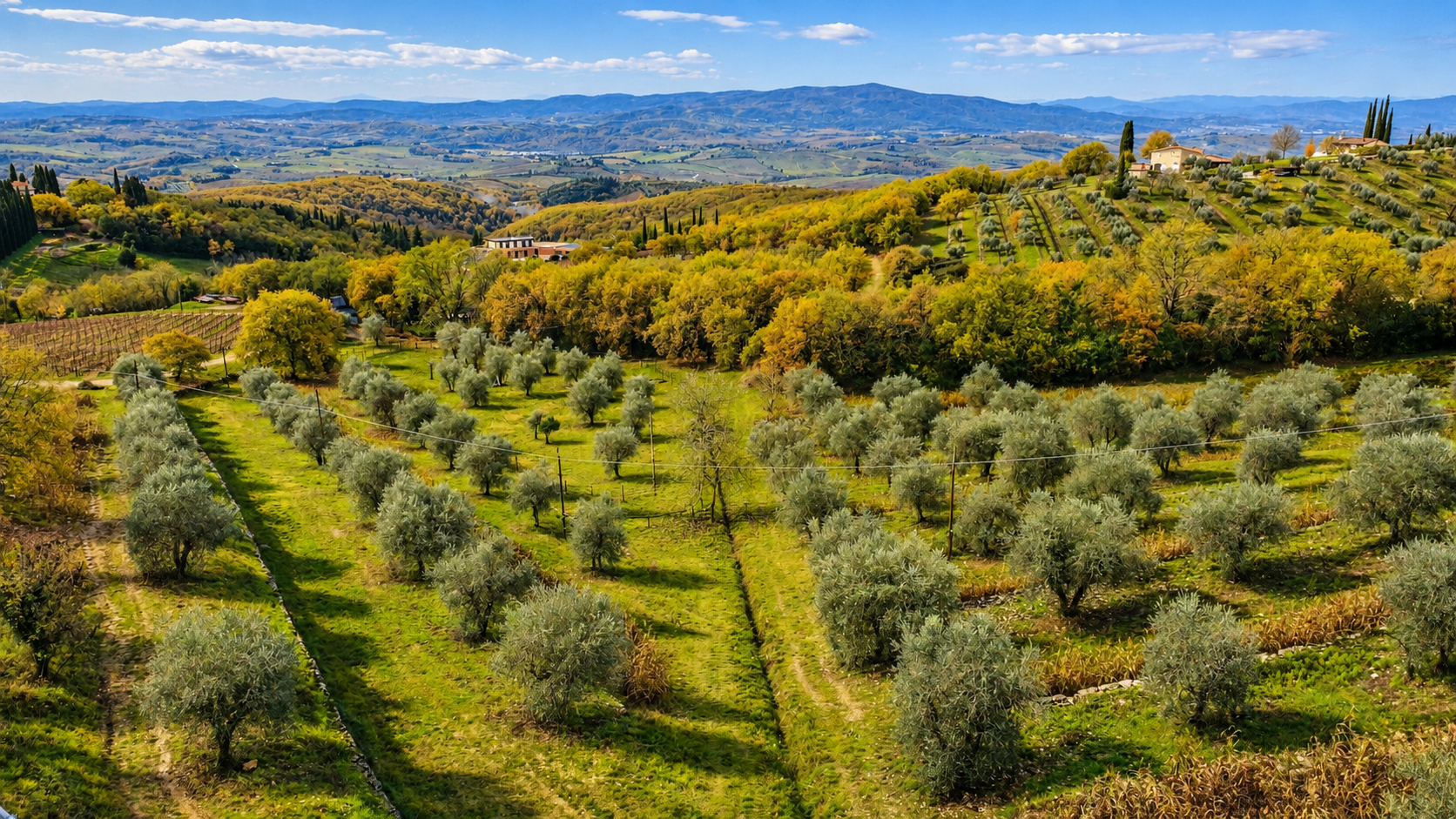 Olivos y viñedos del Chianti en otoño